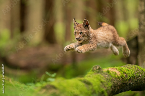 Lynx cub jumpping from fallen mossy tree trunk. Lynx lyynx.