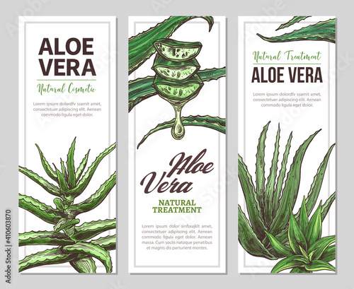 Aloe vera horizontal banners. Vector hand drawn design temlate for web. Botanical illustration