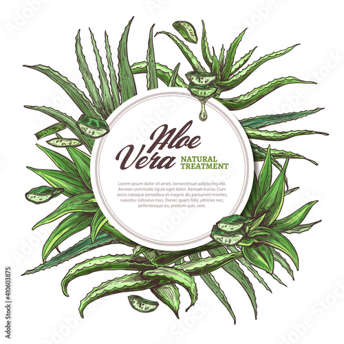 Aloe vera circle frame. Hand drawn vector background with slices and leaves of home herbal medicine flowers and plants. Sketch design template of label with barbadensis, cactus with oil drop for care