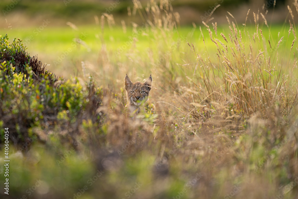 Lynx cub hidden in the high yellow grass. Head sticking out of the grass Lynx cub hidden in the high yellow grass. Head sticking out of the grass