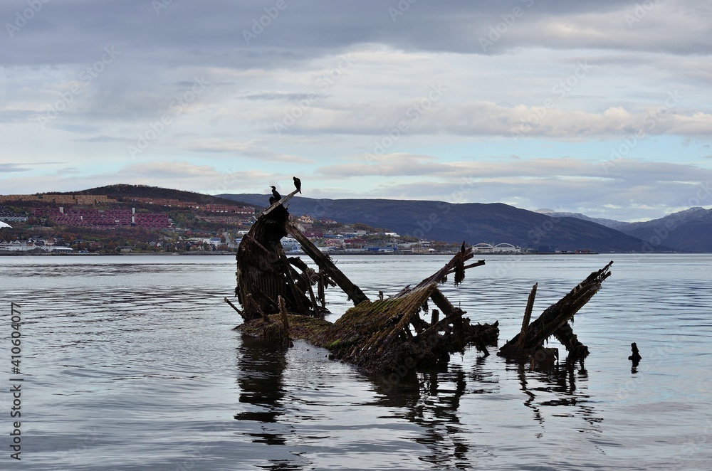big black cormorant birds sitting on a wooden shipwreck in fjord