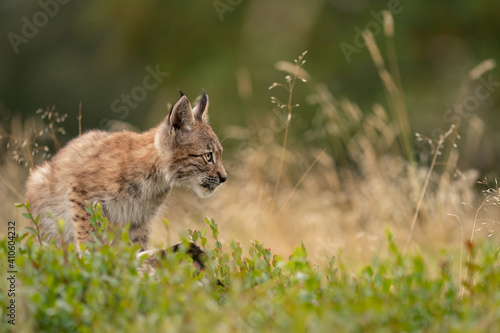 Wary lynx cub in the grass with yellow tall grass in the background.