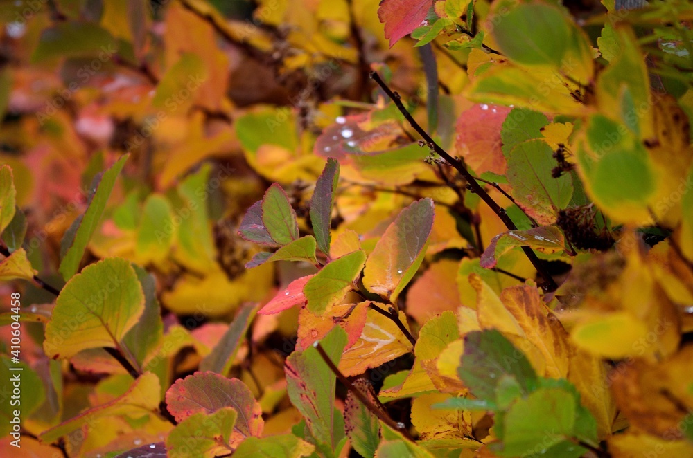 Fototapeta premium autumn leaves on tree