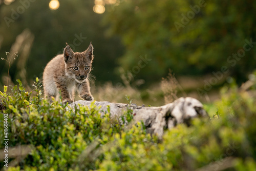 Canvas Print Small lynx cub carefully walking on a fallen tree trunk