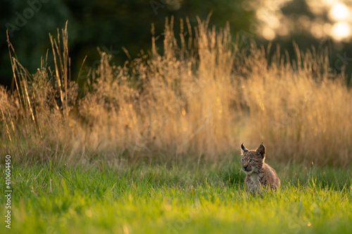 Lynx cub alert in the grass in the golden hour of the sunset © Stanislav Duben