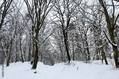 Winter forest. Beautiful landscape as background. © markasia