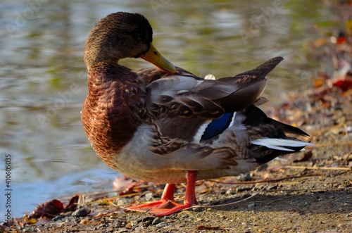 Photography mallard duck cleaning and plucking feathers