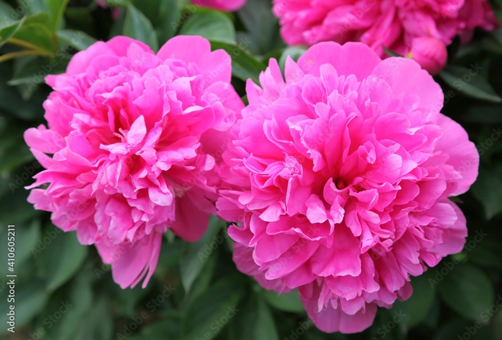 Peonies. Peonies.