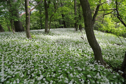 Forest in spring.