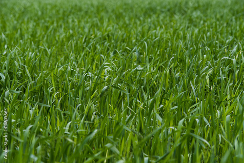 Young green wheat sprouts. Selective focus. Blurred background.