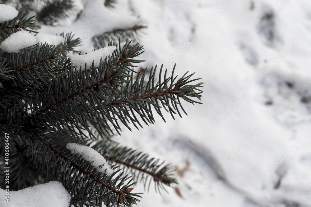 branches of a blue Christmas tree in the snow on a frosty winter day top view