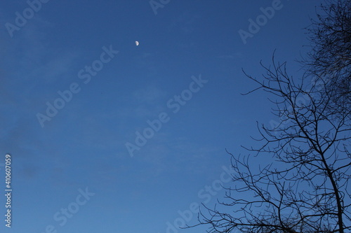 The moon appeared in the dark evening sky. Silhouettes of winter trees graceful against the sky