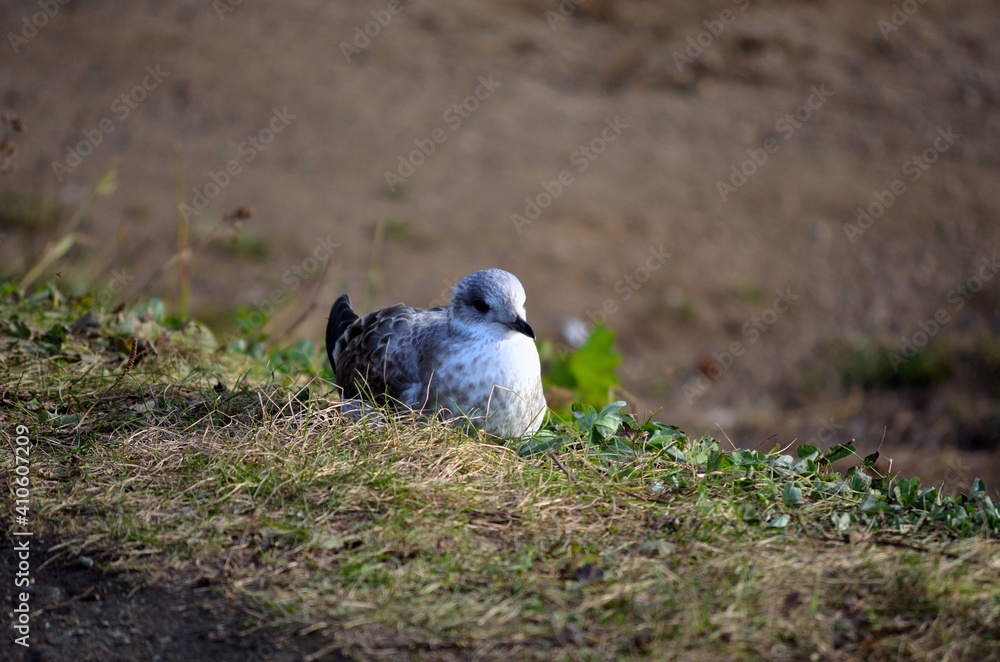 Fototapeta premium seagull resting on summer pond keeping a lookout