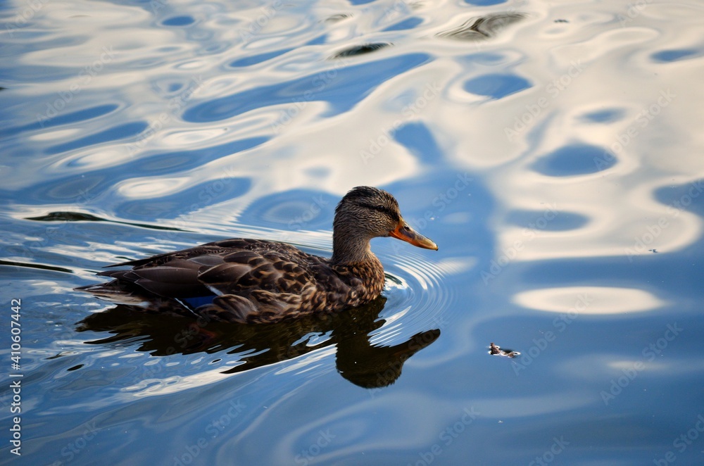 Fototapeta premium beautiful female mallard duck looking for food in clear summer pond