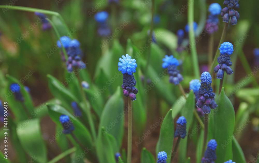 Blue Muscari flowers close up Blue Muscari flowers close up