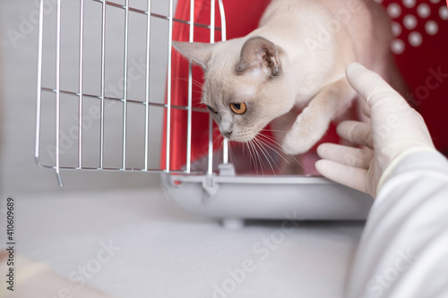 Close-up of vet doctor hands pull out  cat while it sitting in her cage in vet clinic. © Julija