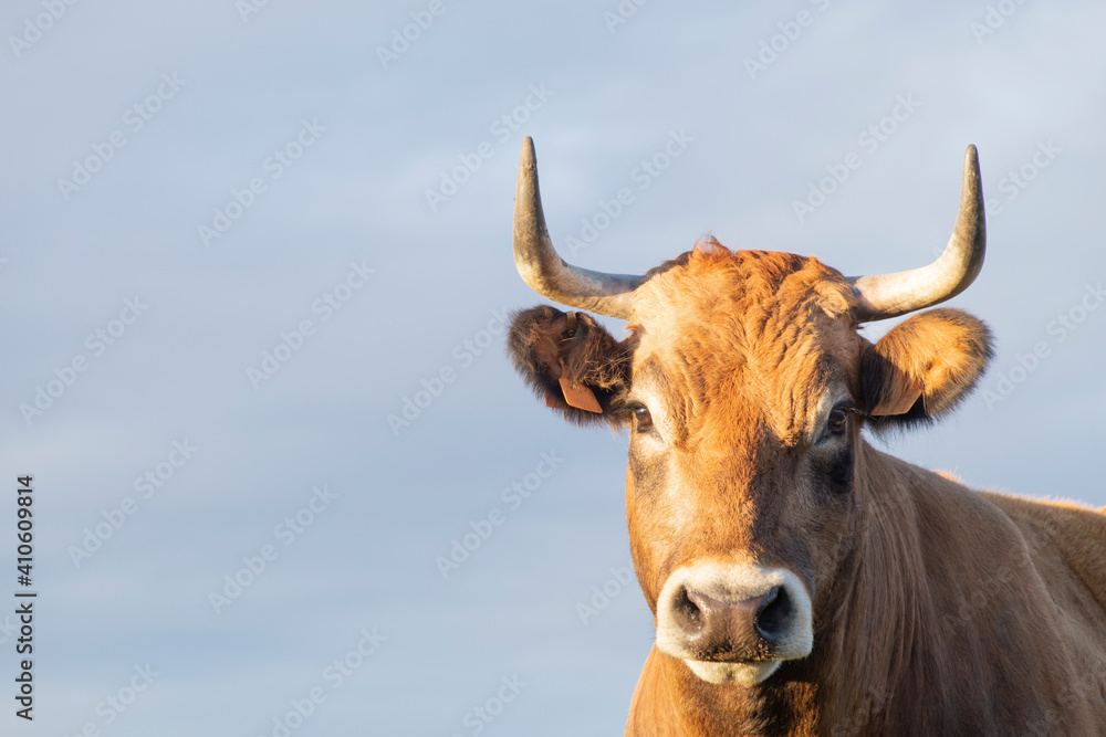 brown horned cow torso isolated with sky background. facing camera, space for copy and text. brown horned cow torso isolated with sky background. facing camera, space for copy and text.