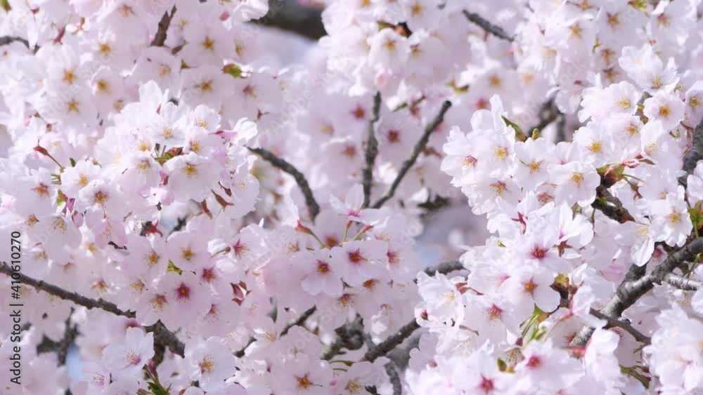 満開の桜の花 画面全体 満開の桜の花 画面全体