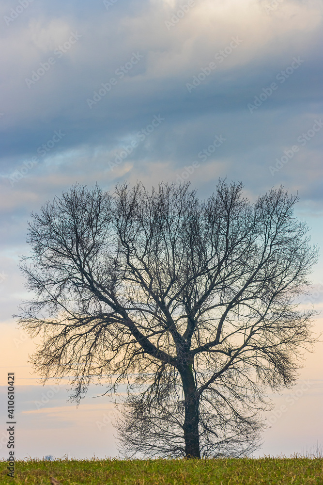 albero spoglio contro il colorato cielo invernale albero spoglio contro il colorato cielo invernale
