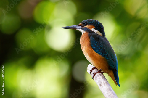 Сommon kingfisher, Alcedo atthis. The bird sits on an old dry branch above the river, beautiful green background