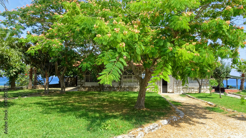 Blooming green tree on a lawn of a beach house.