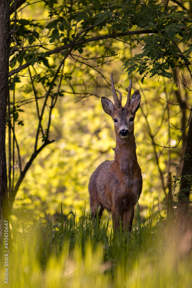 a deer in the forest looking at the camera in spring season. wild creature capreolus capreolus. goat in freedom during summer a deer in the forest looking at the camera in spring season. wild creature capreolus capreolus. goat in freedom during summer