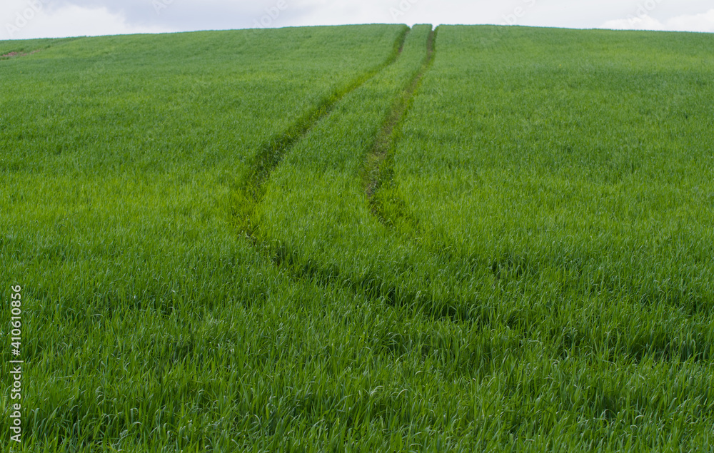 Obraz premium The road through a green field on crumpled young wheat.