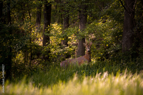 a deer in the forest looking at the camera in spring season. wild creature capreolus capreolus. goat in freedom during summer