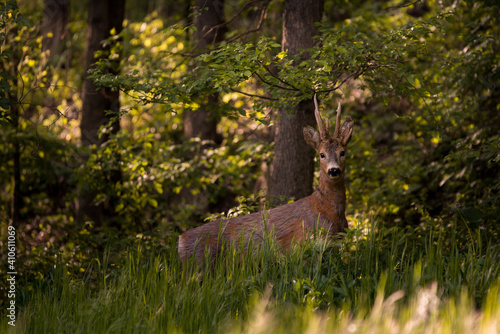 a deer in the forest looking at the camera in spring season. wild creature capreolus capreolus. goat in freedom during summer
