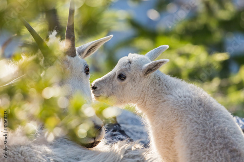 Cascadia mountain goats