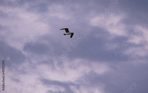 seagull flying in the sky with clouds. Laridae wild bird living in freedom