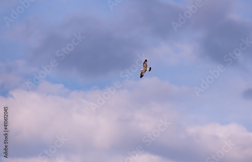 seagull flying in the sky with clouds. Laridae wild bird living in freedom