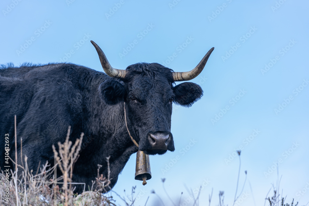 Black cow in field with very large pitons and cowbell in the neck. Black cow in field with very large pitons and cowbell in the neck.