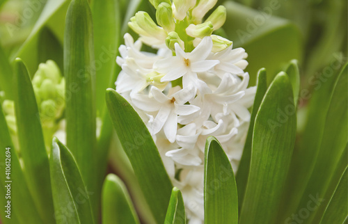 White hyacinth flower close up