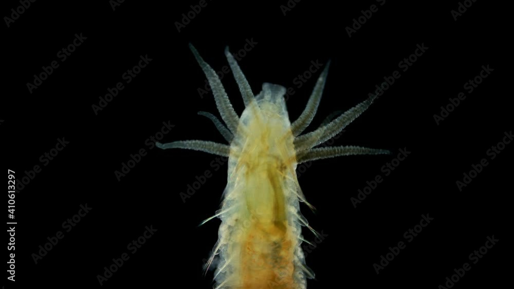 worm Polychaeta Hypania invalida under a microscope, family Ampharetidae. They live in small pipes, there are marine and freshwater species. Sample found in the Volga River worm Polychaeta Hypania invalida under a microscope, family Ampharetidae. They live in small pipes, there are marine and freshwater species. Sample found in the Volga River