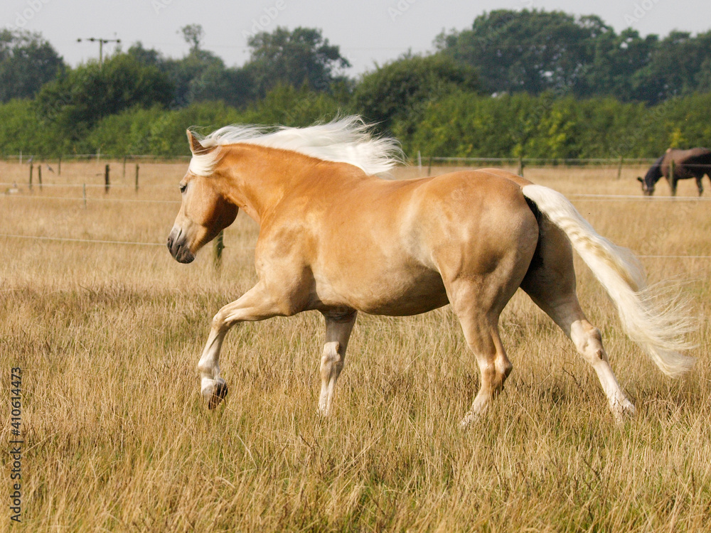 Obraz premium Cantering Horse