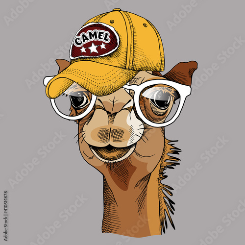 Camel portrait in a glasses and with a cap. Vector illustration.