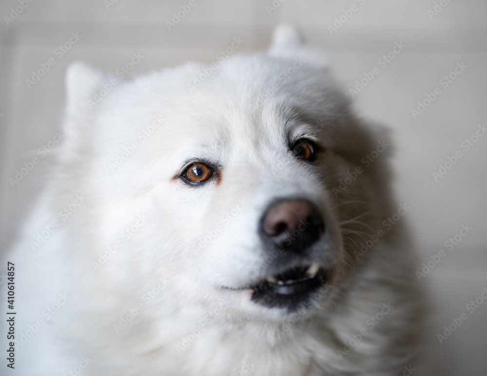 Cute white samoyeed dog barking portrait