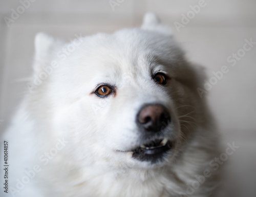 Cute white samoyeed dog barking portrait © Strox