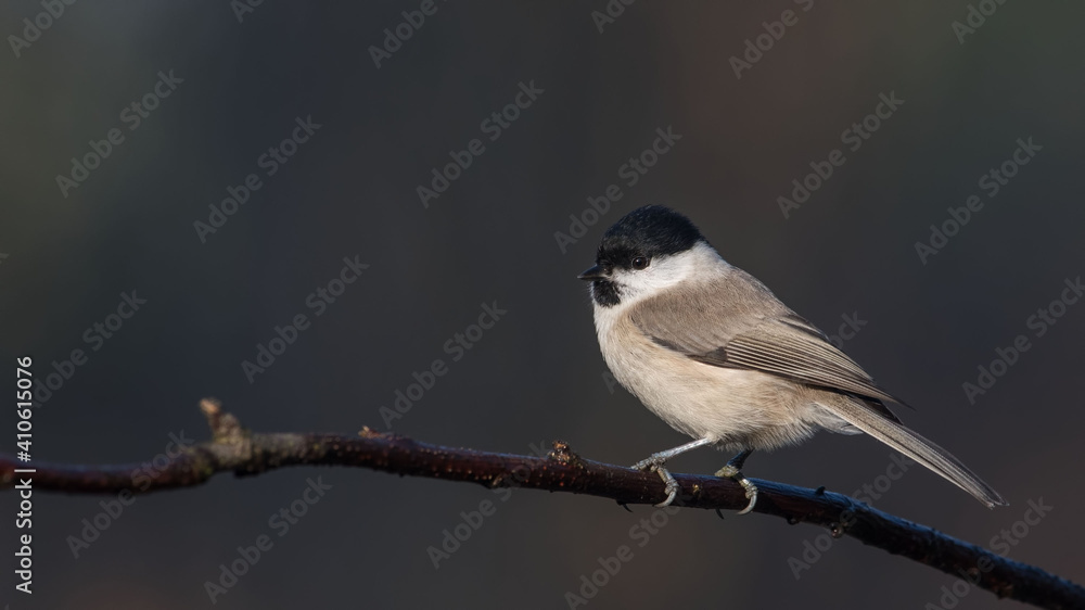 Naklejka premium Marsh Tit sitting on a stick