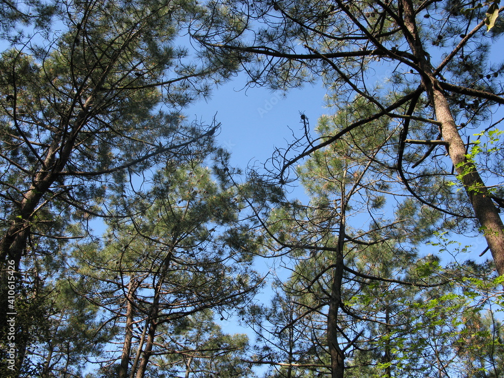 Obraz premium Pins sous le ciel bleu (forêt de Sauveterre, Les Sables-d'Olonne, Vendée)