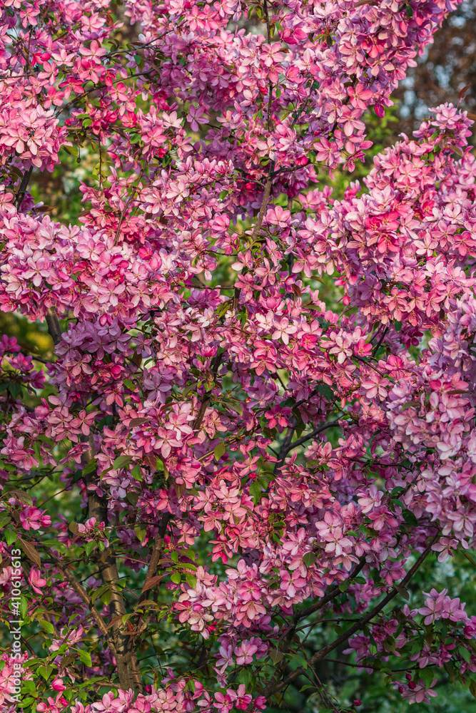 Beautiful spring bloom of pink sakura. Bright cherry blossoms and delicate greens in the background. Young cherry tree in a city park. Spring holiday card. Beautiful spring bloom of pink sakura. Bright cherry blossoms and delicate greens in the background. Young cherry tree in a city park. Spring holiday card.