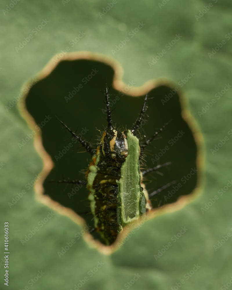 Fototapeta premium Caterpillar eating a green leaf