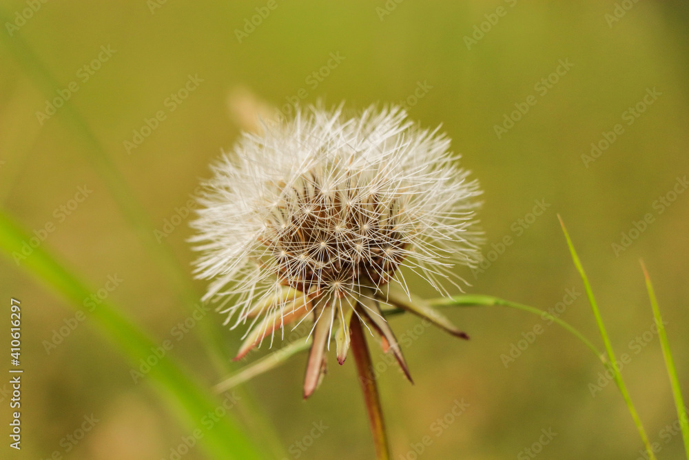 Dandelion in a field with blurred green grass  in background