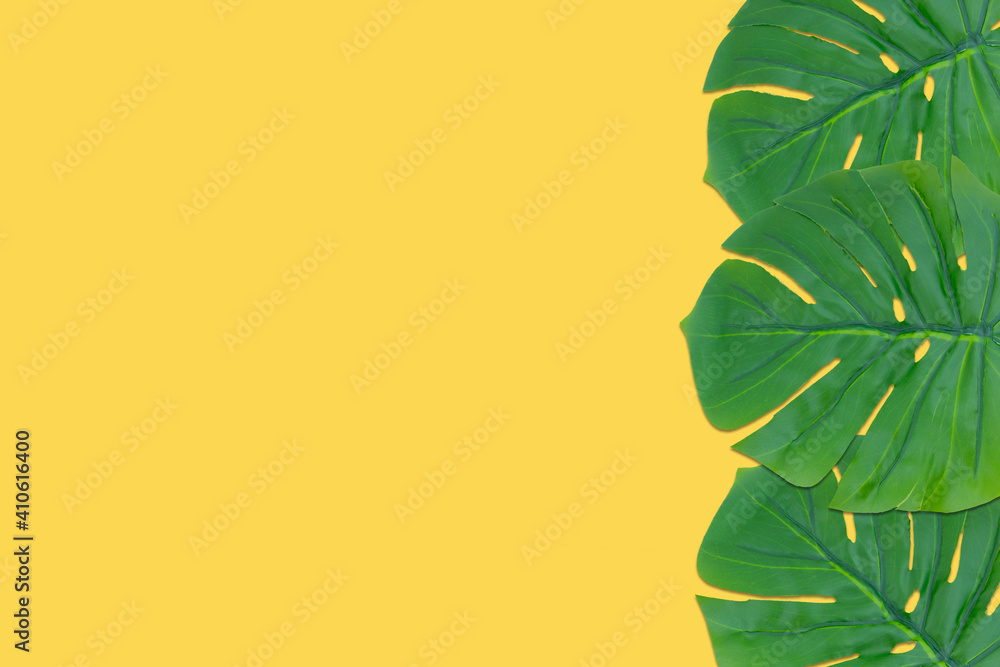 Monstera leaves summer on yellow background. Copy space concept and top view