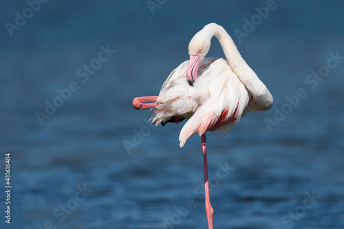 Flamingos no rio Tejo, Portugal