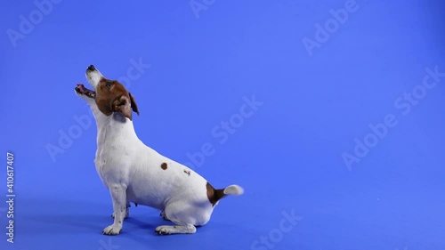 Side view of seated Jack Russell in the studio on a blue background. The pet sits and actively wags its tail. Slow motion. Close up. photo