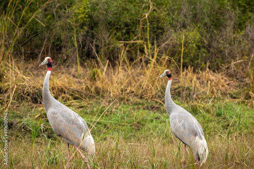 sarus crane or Grus antigone family in natural green background during outdoor safari excursion at keoladeo ghana national park or bharatpur bird sanctuary rajasthan india photo