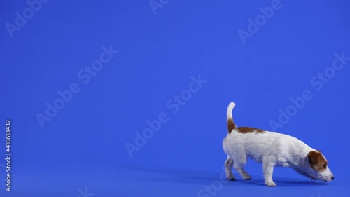 Jack Russell sniffs, runs past the camera from left to right. Pet in the studio on a blue background. Slow motion. Close up. photo