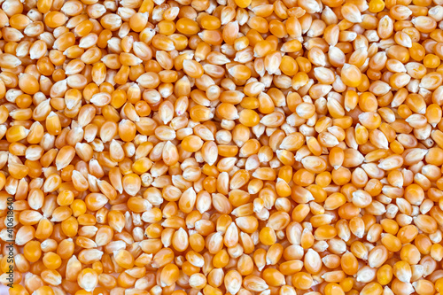 Dried corn on the white bac...